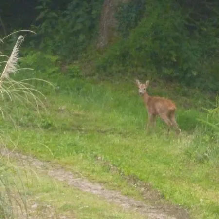 Logis Vendeen 10-12 Personnes. Piscine Et Parc. 度假居 *