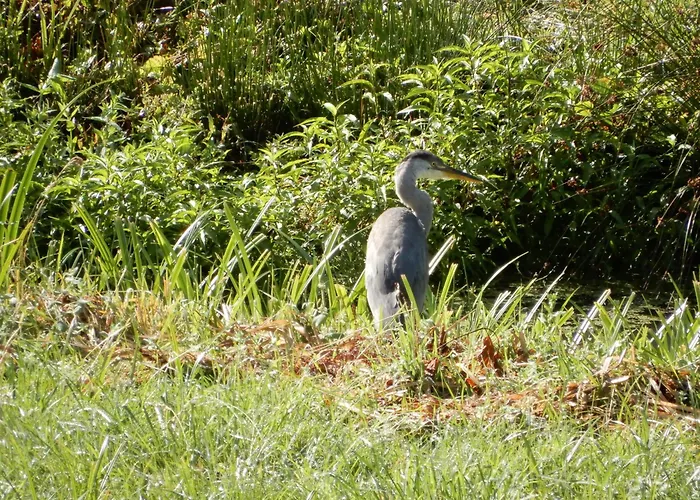 Logis Vendeen 10-12 Personnes. Piscine Et Parc. بيت للعطل *