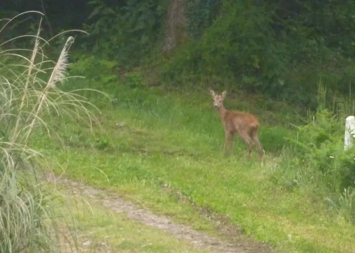 Logis Vendeen 10-12 Personnes. Piscine Et Parc. بيت للعطل *